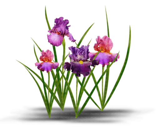 loly33 iris - besplatni png