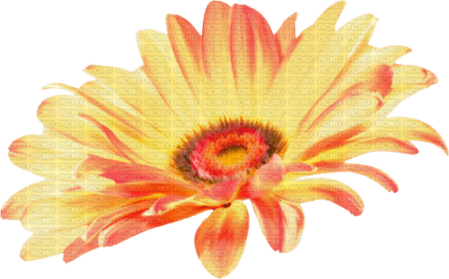 Flower.Yellow.Pink - 免费PNG