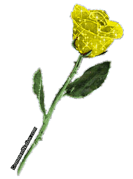 Yellow rose - rosa - GIF animé gratuit