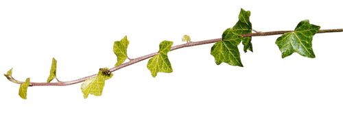rama con hojas dubravka4 - ilmainen png