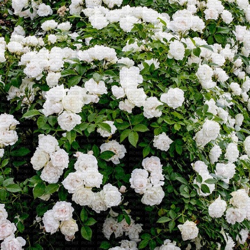 White roses background - png gratis