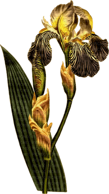 Flowers yellow bp - δωρεάν png