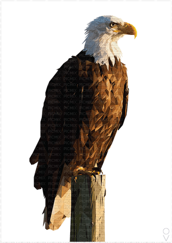 Bald Eagle-RM - png grátis