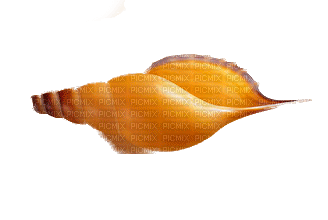 shells katrin - Free PNG