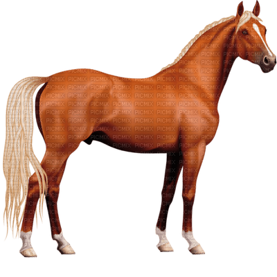 Kaz_Creations Animals Horses Horse - png ฟรี