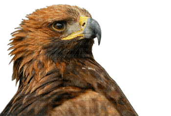 eagle bp - GIF animé gratuit