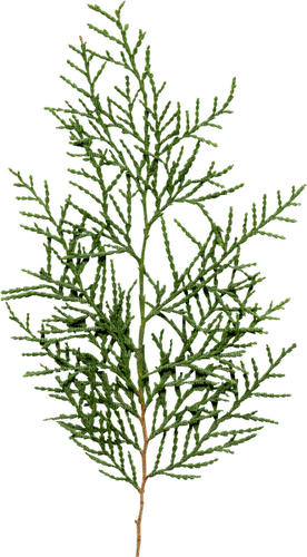 branch by nataliplus - kostenlos png