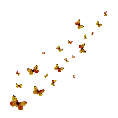 papillon - png ฟรี