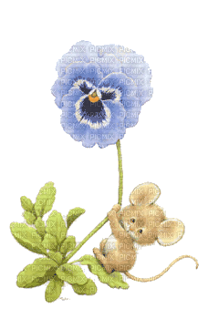 pansy flowers bp - Бесплатный анимированный гифка