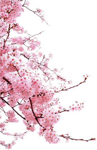 Cherry Blossom Pink - PNG gratuit