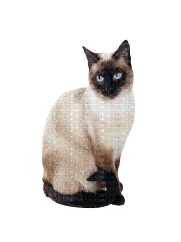 Siamese cat - PNG gratuit
