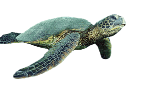 kilpikonna, turtle - 免费PNG
