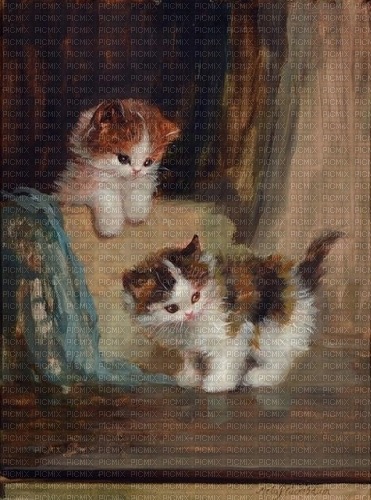 kittens - darmowe png