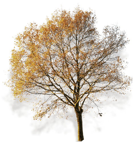 Autumn.Arbre.Tree.Árbol.Automne.Victoriabea - png grátis