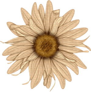 Fleur crème beige - бесплатно png