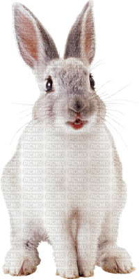 Kaz_Creations Rabbit - δωρεάν png