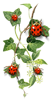 ladybug - бесплатно png