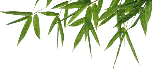 bamboo by nataliplus - zadarmo png
