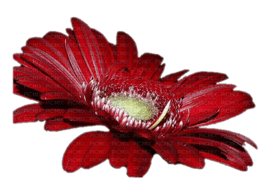 red Daisy - Nitsa - besplatni png
