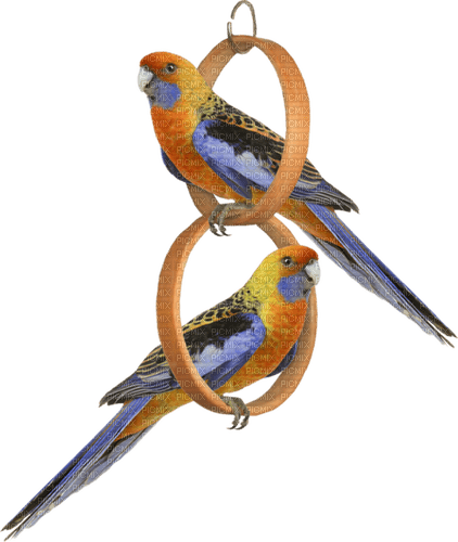 Deux perroquets - PNG gratuit