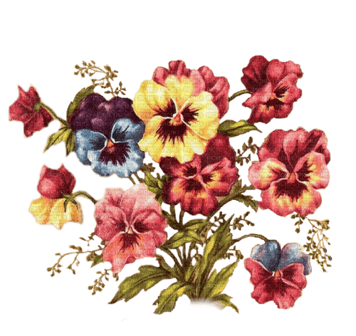 flores  dubravka4 - бесплатно png