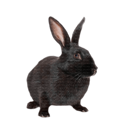 черный кролик - png gratuito