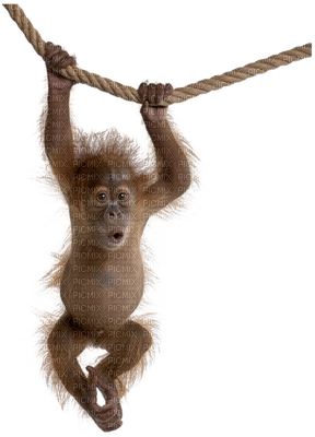 monkey bp - png ฟรี