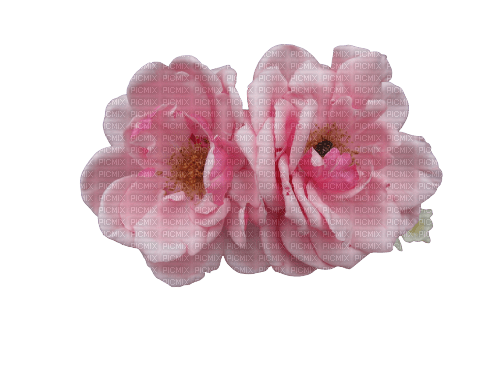 flowers -pink - 免费PNG