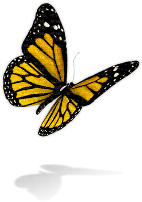 dolceluna butterfly deco summer spring - besplatni png