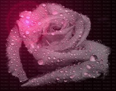 Rose - 無料のアニメーション GIF