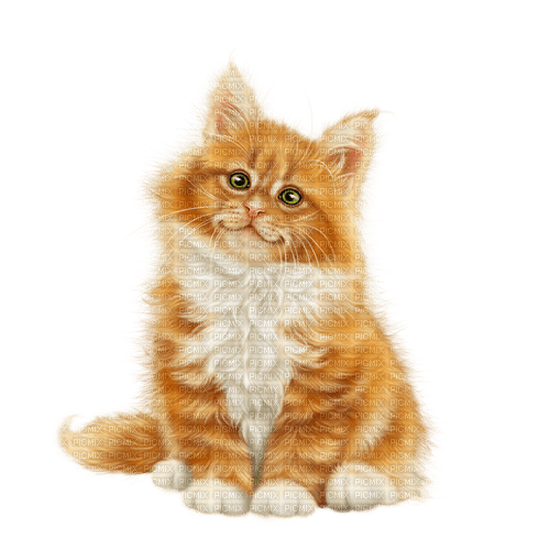 cat by nataliplus - zdarma png