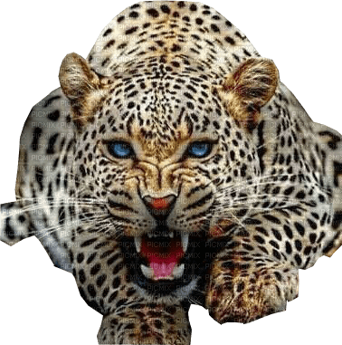 Kaz_Creations Animals Leopard - безплатен png