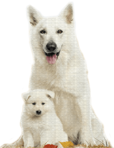 dogs  by nataliplus - bezmaksas png
