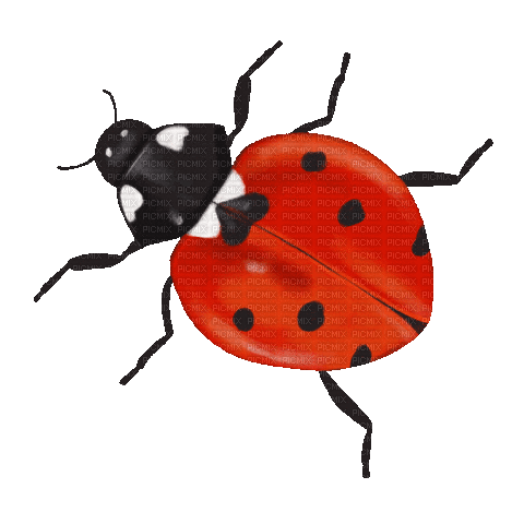Ladybug Heart Kiss Gif - Bogusia - GIF animado grátis