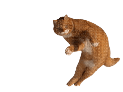 cat,chat, chatte - δωρεάν png
