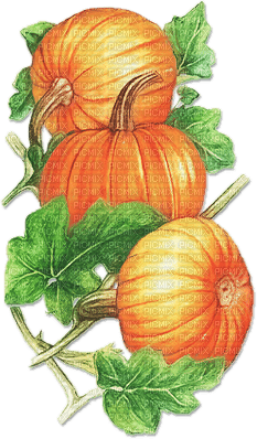 soave deco autumn thanksgiving pumpkin orange - PNG gratuit