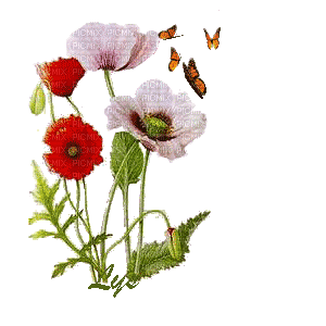 flores mariposas gif dubravka4 - Бесплатный анимированный гифка