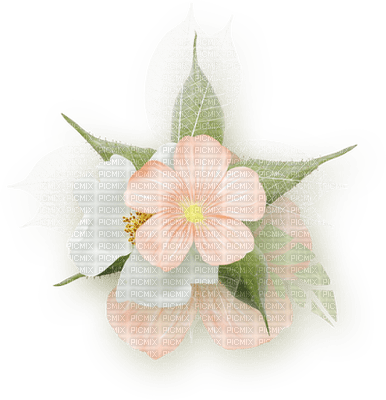 Kaz_Creations Deco Flower Colours Flowers - besplatni png