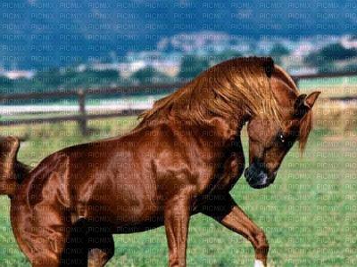 cheval - png grátis