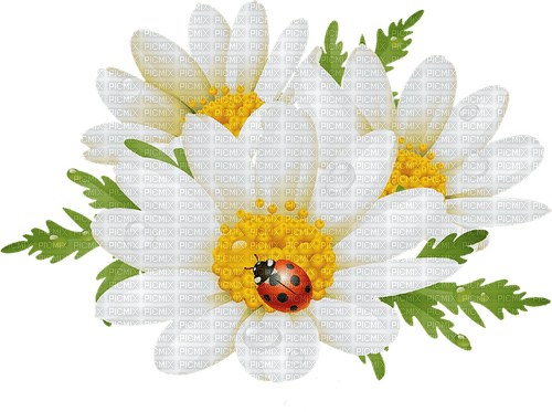 daisies Bb2 - δωρεάν png