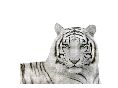 white tiger bp - Free PNG - PicMix