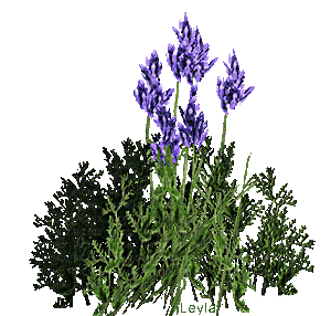 fleur violette.Cheyenne63 - Gratis geanimeerde GIF