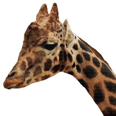 kirahvi, giraffe - zadarmo png
