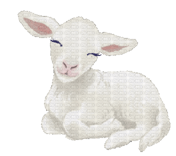 lamb animated white - Darmowy animowany GIF