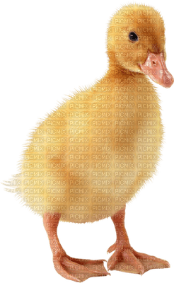 Kaz_Creations Easter Deco Chick - darmowe png
