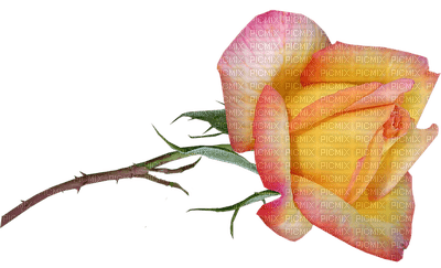rose, ruusu, kukka, flower, fleur - darmowe png