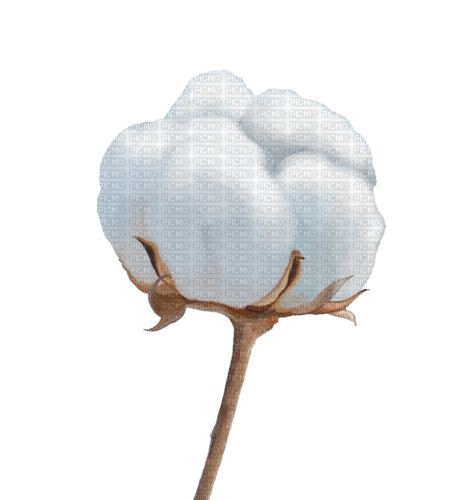 cotton blossom Bb2 - PNG gratuit