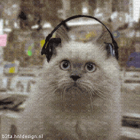 Animal (Cat remix) - Darmowy animowany GIF