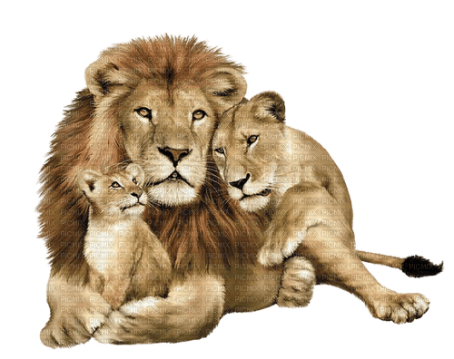 Familia de leones - besplatni png