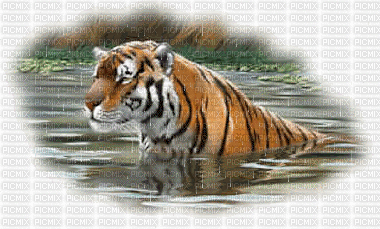 gif tigre maga - Бесплатни анимирани ГИФ